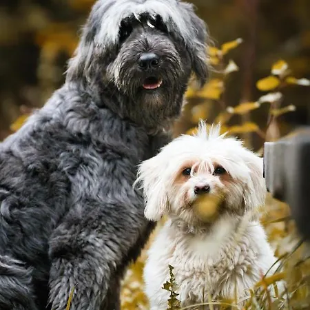 Appartamento Utas Sankt Gallenkirch